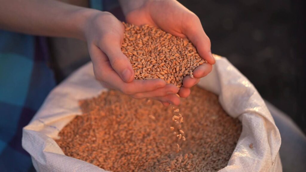 Fontes de Proteína de Arroz Integral